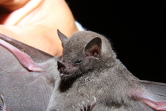 Gray's Long-Tongued Bat photo 3