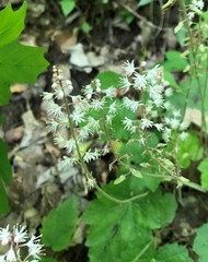 Tiarella wherryi