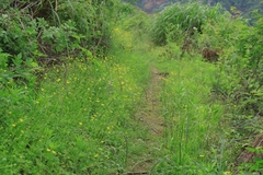 Ranunculus japonicus