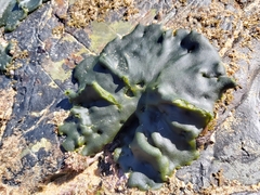 Codium adhaerens