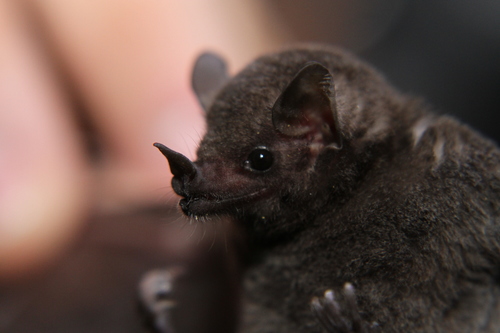 Commissaris's Long-tongued Bat (Glossophaga commissarisi)