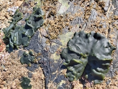 Codium adhaerens