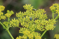 Lucilia sericata