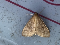 Framinghamia helvalis