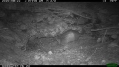 Dasypus novemcinctus