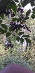 Sambucus nigra