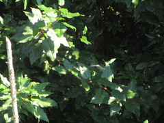 Aeshna palmata