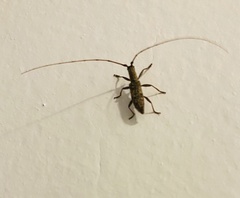 Dorcaschema alternatum
