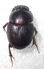 Euonthophagus carbonarius