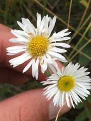Erigeron caespitosus
