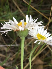Erigeron caespitosus