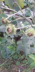 Arctium lappa