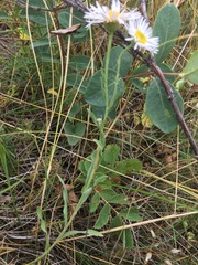Erigeron caespitosus