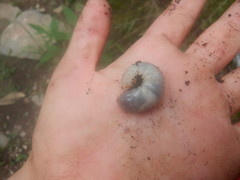 Dynastes tityus