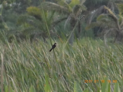 Sporophila morelleti