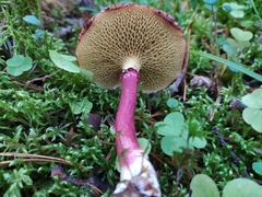 Suillus asiaticus