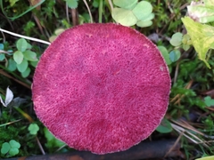 Suillus asiaticus