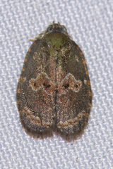 Cnesteboda celligera