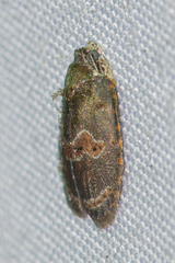 Cnesteboda celligera