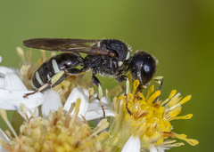 Ectemnius trifasciatus
