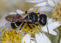 Ectemnius trifasciatus