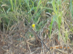 Geothlypis poliocephala