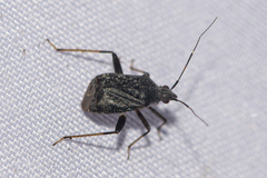 Proboscidocoris