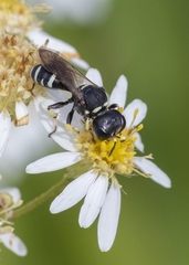 Ectemnius trifasciatus