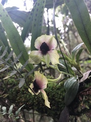 Telipogon latifolius