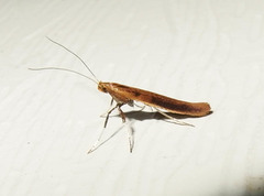 Caloptilia invariabilis