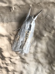 Cucullia laetifica