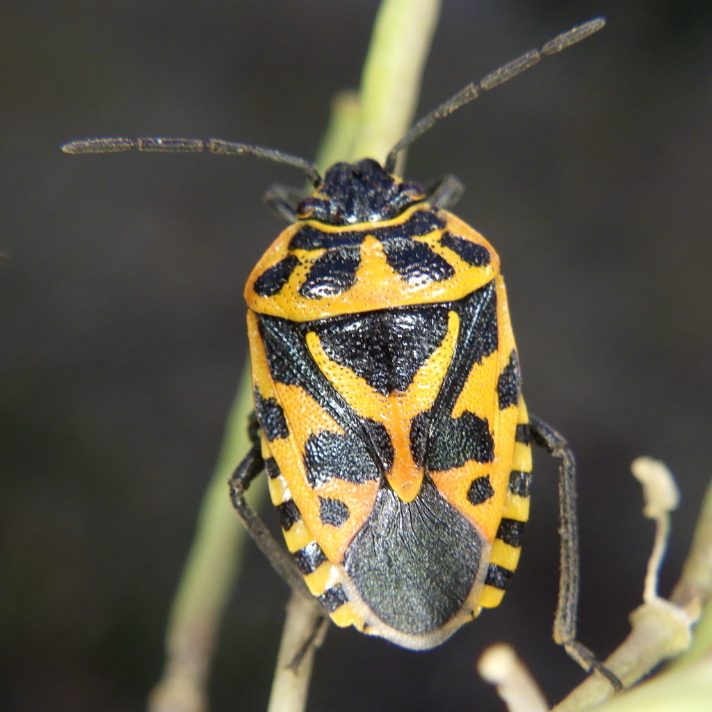 cruciferous bug