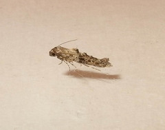 Epermenia albapunctella