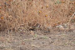 Curruca conspicillata