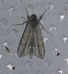 Erinnyis guttularis
