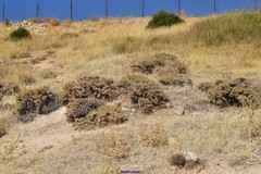 Astragalus granatensis