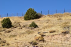 Astragalus granatensis