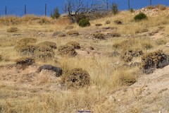 Astragalus granatensis