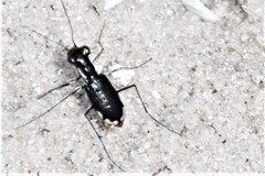 Cicindela scabrosa