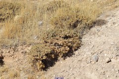 Astragalus granatensis