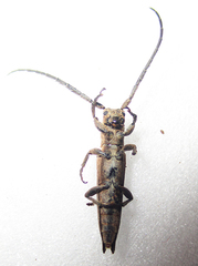 Aethiopia elongata