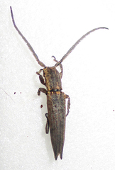 Aethiopia elongata