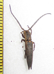 Aethiopia elongata