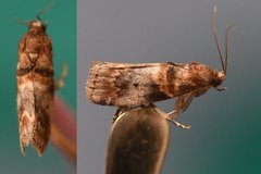 Acrobasis angusella