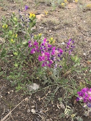 Oxytropis lambertii