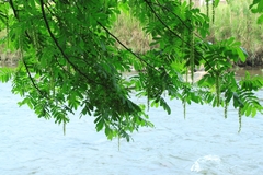 Pterocarya stenoptera