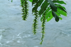 Pterocarya stenoptera