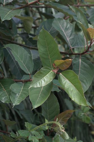 Ficus neriifolia, photograph 2