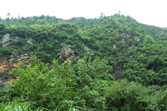 Pterocarya stenoptera