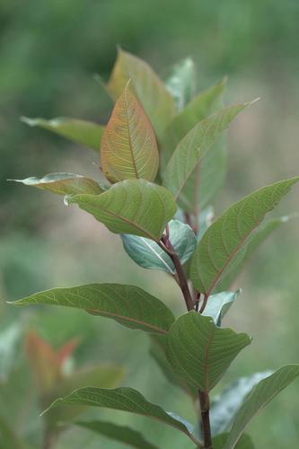 Ficus neriifolia